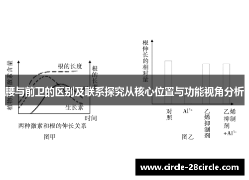 腰与前卫的区别及联系探究从核心位置与功能视角分析 腰与前卫的区别及联系探究从核心位置与功能视角分析